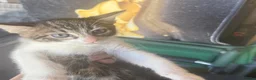 Domestic Shorthair cats for sale: Kittens for sale  - Advert 4