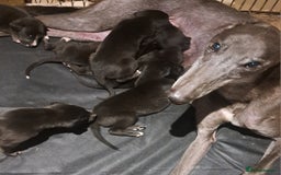 Greyhound dogs for sale: Irish Greyound Puppies  - Image 21