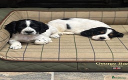 Cocker Spaniel dogs for sale: Gorgeous Cocker Spaniel Girls  - Image 5