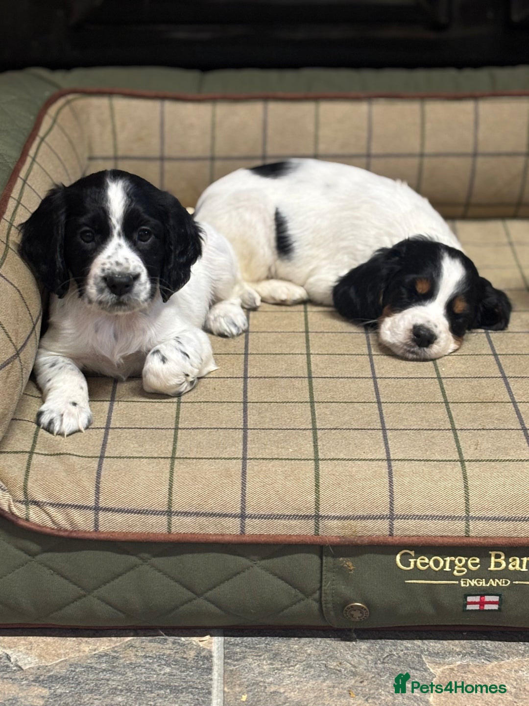 Cocker Spaniel dogs for sale: Gorgeous Cocker Spaniel Girls  - Image 5