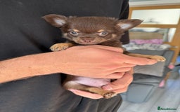 Chihuahua dogs for sale: LAST LITTLE BOY - long coat  READY NOW - Image 1