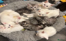 Maine Coon cats for sale: MAINE COON KITTENS SOME POLYDACTYL  - Image 14