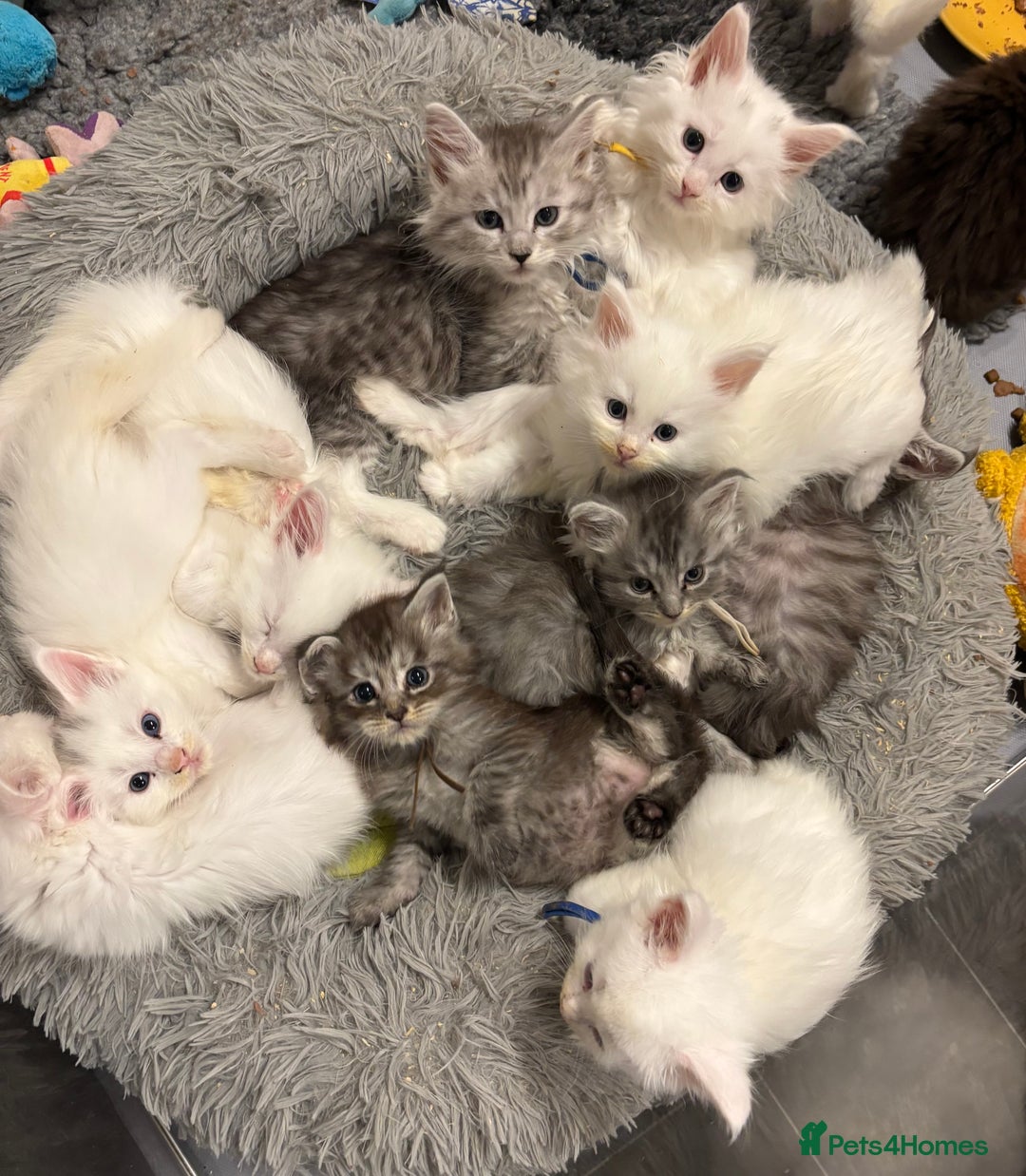 Maine Coon cats for sale: MAINE COON KITTENS SOME POLYDACTYL  - Image 14