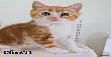 British Shorthair cats - Advert 7