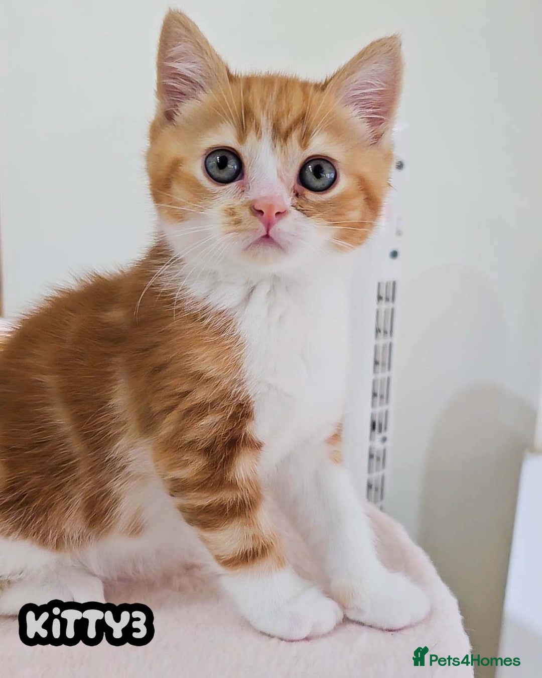 British Shorthair cats for sale: Adorable Kittens Ready For Reservation  - Image 22