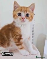 British Shorthair cats - Advert 7