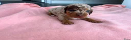 Miniature Dachshund dogs for sale: 5 Mini Dachshund Puppies  - Advert 4