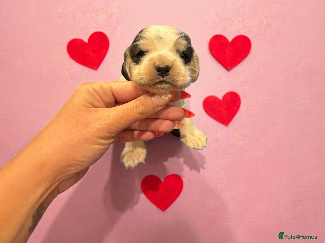 Cockapoo dogs for sale: WAITING LIST OPEN FOR SHOW SPANIELS AND COCKAPOOS - Advert 4