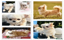 Chihuahua dogs for sale: KC qulity LC cream/white chihuahua puppies  - Image 14