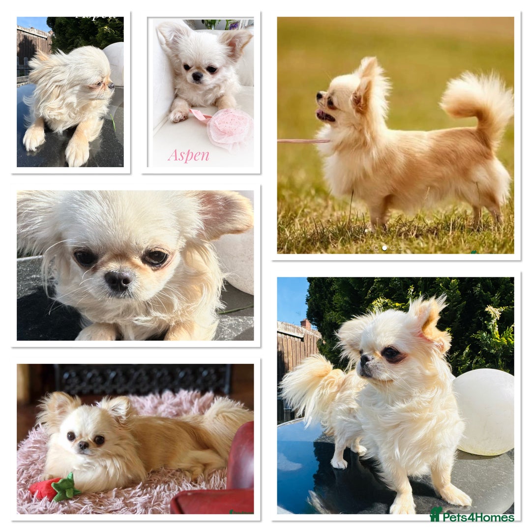 Chihuahua dogs for sale: KC qulity LC cream/white chihuahua puppies  - Image 14