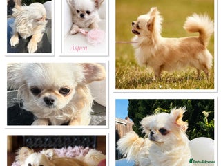 Chihuahua dogs KC qulity LC cream and choc chihuahua puppies - Advert 18