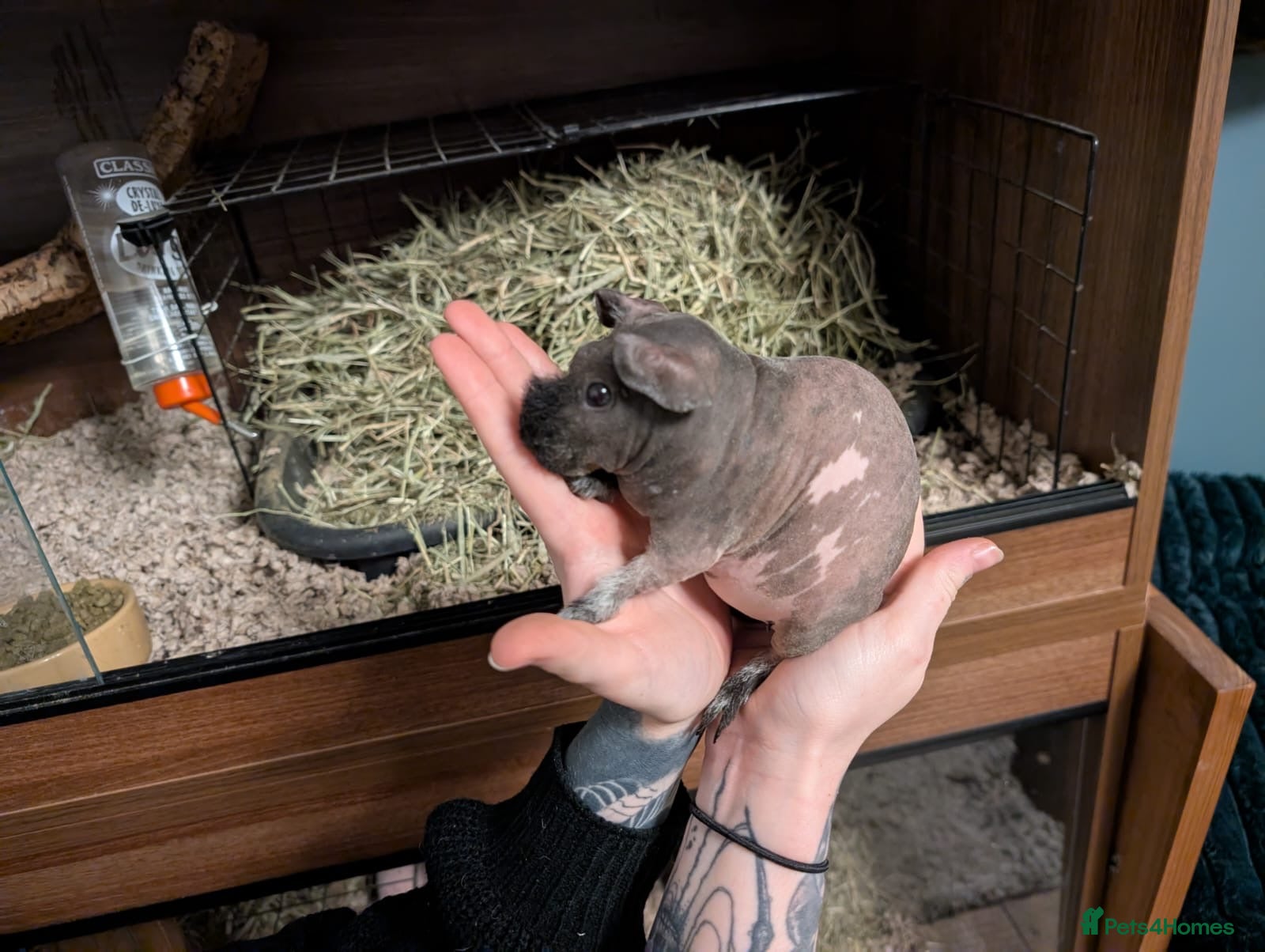 Guinea Pig rodents Female skinny pigs  - Advert 1