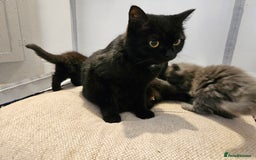 British Shorthair cats for sale: 4 lovely kittens - Image 7