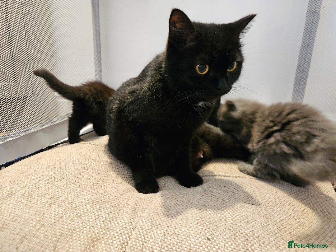 British Shorthair cats for sale: 4 lovely kittens - Image 7