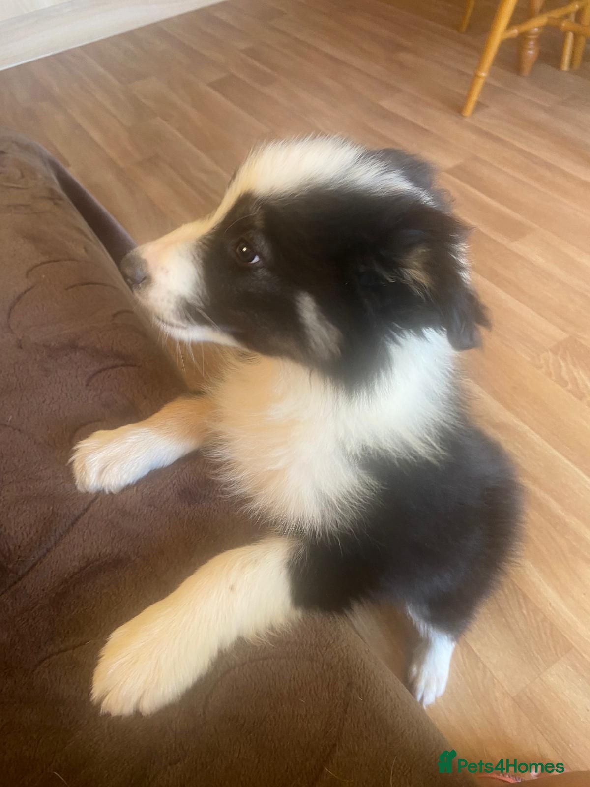 Border Collie dogs Is this Border Collie Puppy Waiting For You? - Advert 1