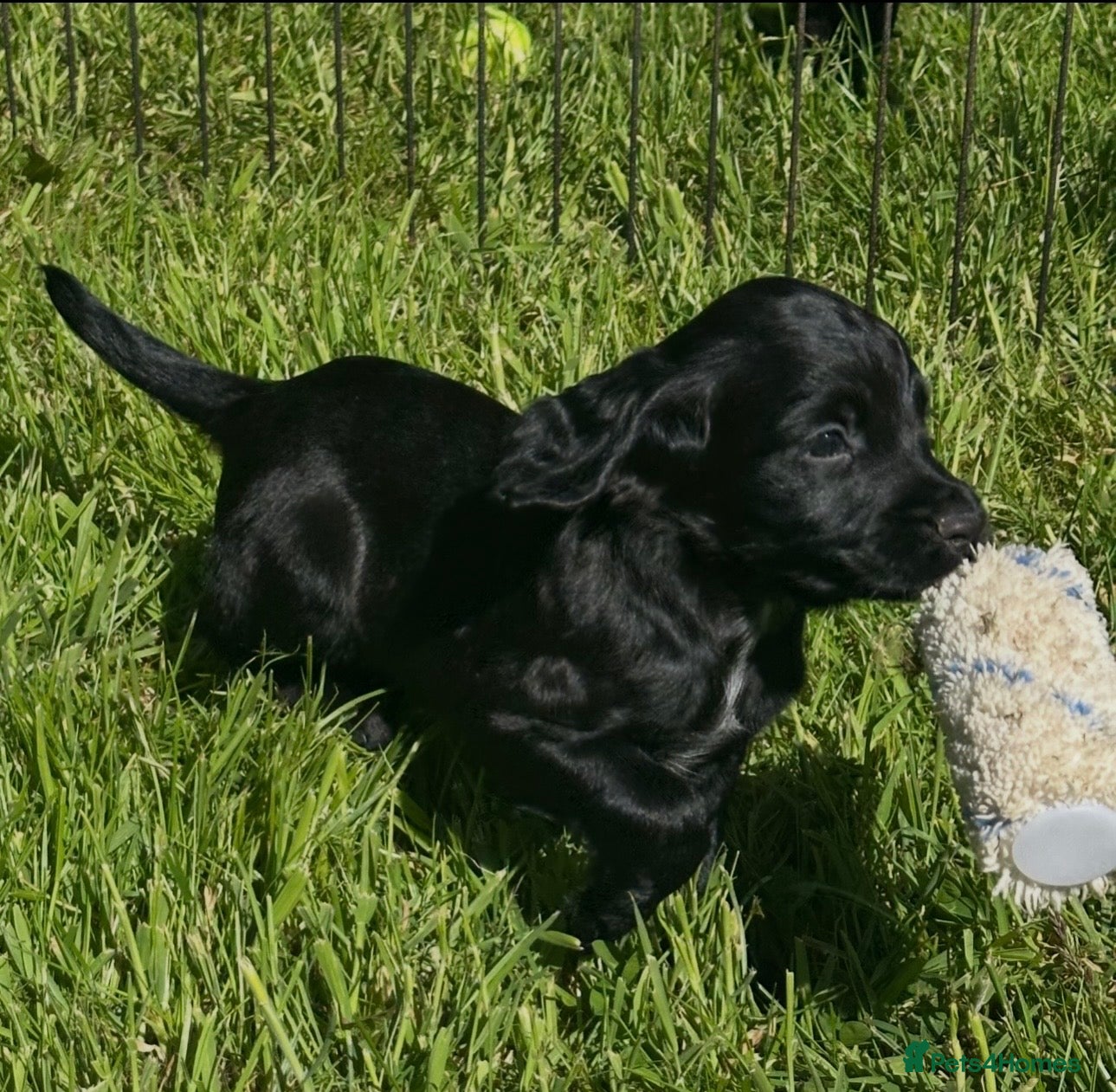 Cocker Spaniel dogs for sale: EXCEPTIONAL FTCH  Cocker puppies Health tested  - Advert 5