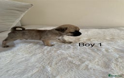 Mixed Breed dogs for sale: Chug puppies  - Image 8