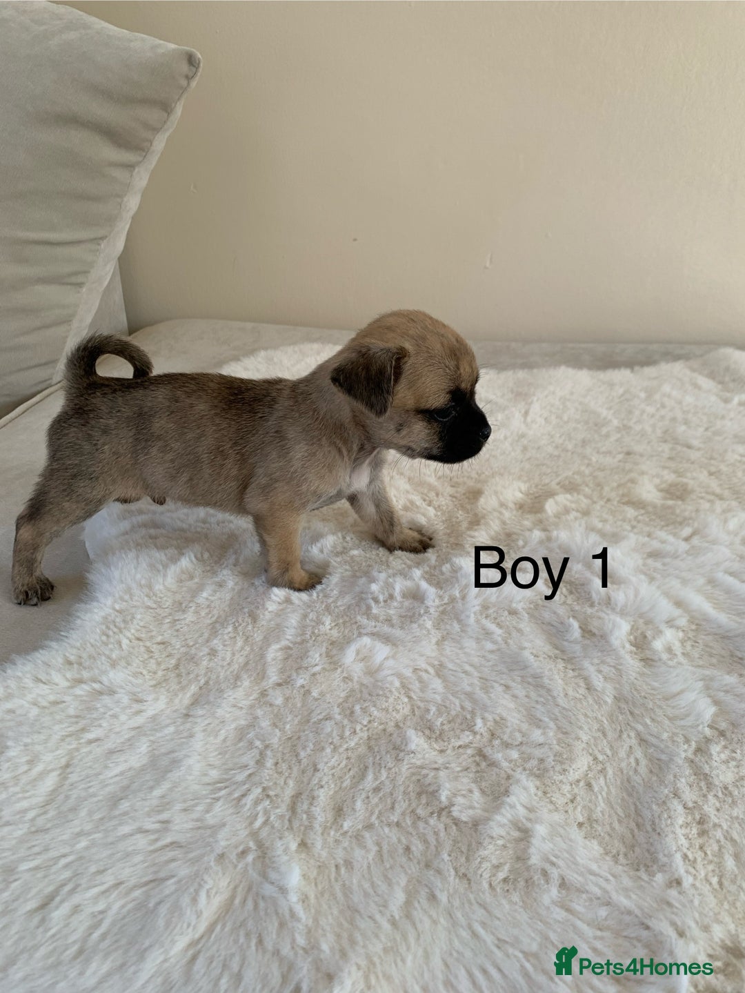 Mixed Breed dogs for sale: Chug puppies  - Image 8