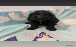 Cockapoo dogs for sale: Beautiful cockapoo pups - Image 7