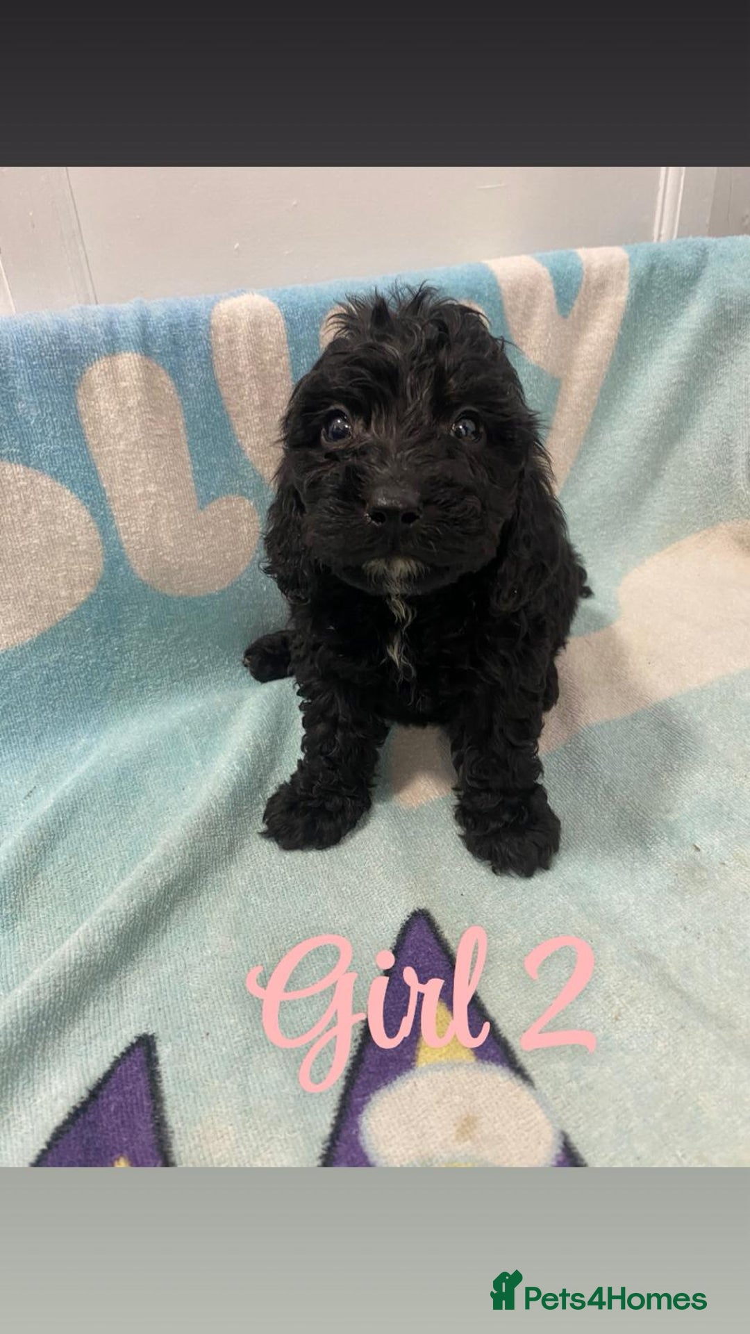 Cockapoo dogs for sale: Beautiful cockapoo pups - Image 7
