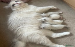 Siberian cats for sale: Siberian Neva masquerade kittens  - Image 21