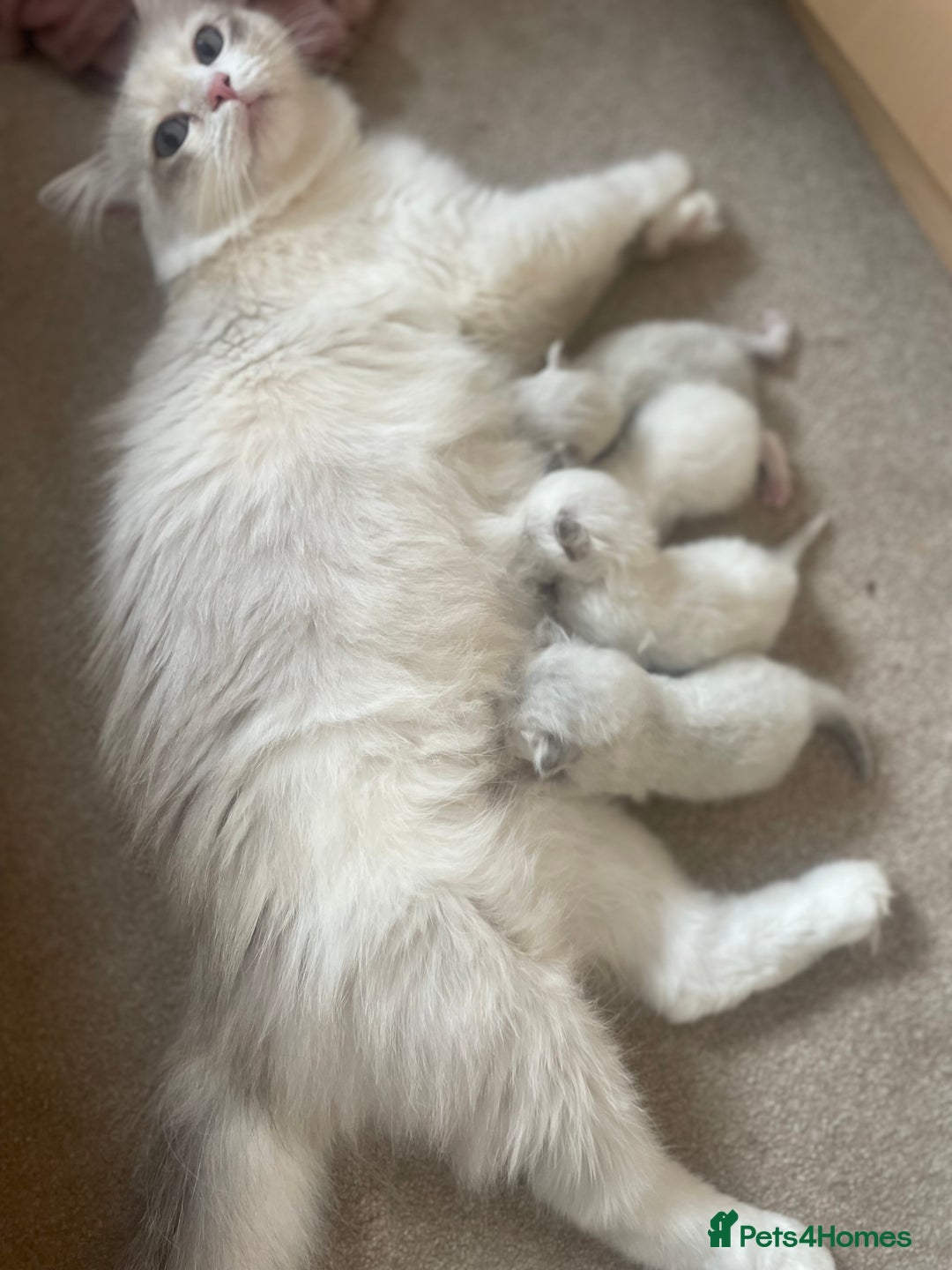 Siberian cats for sale: Siberian Neva masquerade kittens  - Image 21
