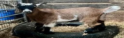 Goats livestock for sale: Pygmy goat kids available (pairs only )  - Advert 10