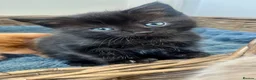 Ragdoll cats for sale: Super affectionate calm well handled ragdoll x boy - Advert 3