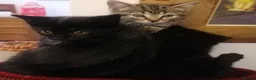 Mixed Breed cats for sale: Adorable kittens  - 8 weeks old - various colours in Chertsey - Advert 11