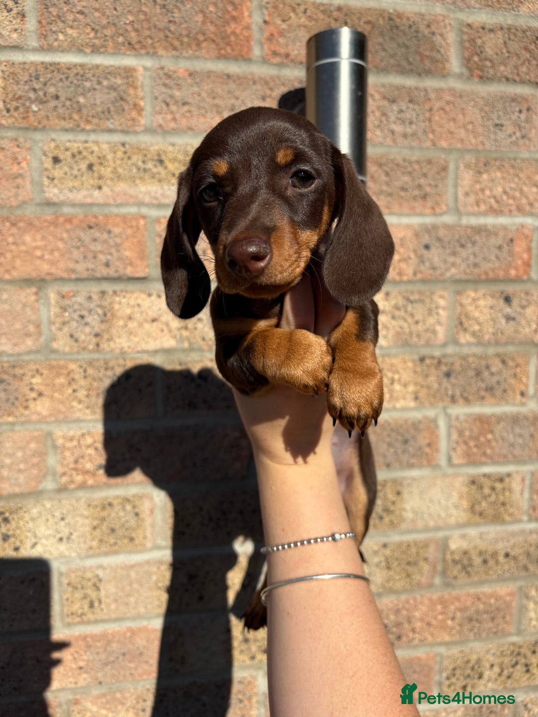 Miniature Dachshund dogs for sale: Miniature Dachshunds - Image 7