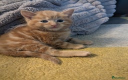 Mixed Breed cats for sale: wonderful Kittens  - Image 16
