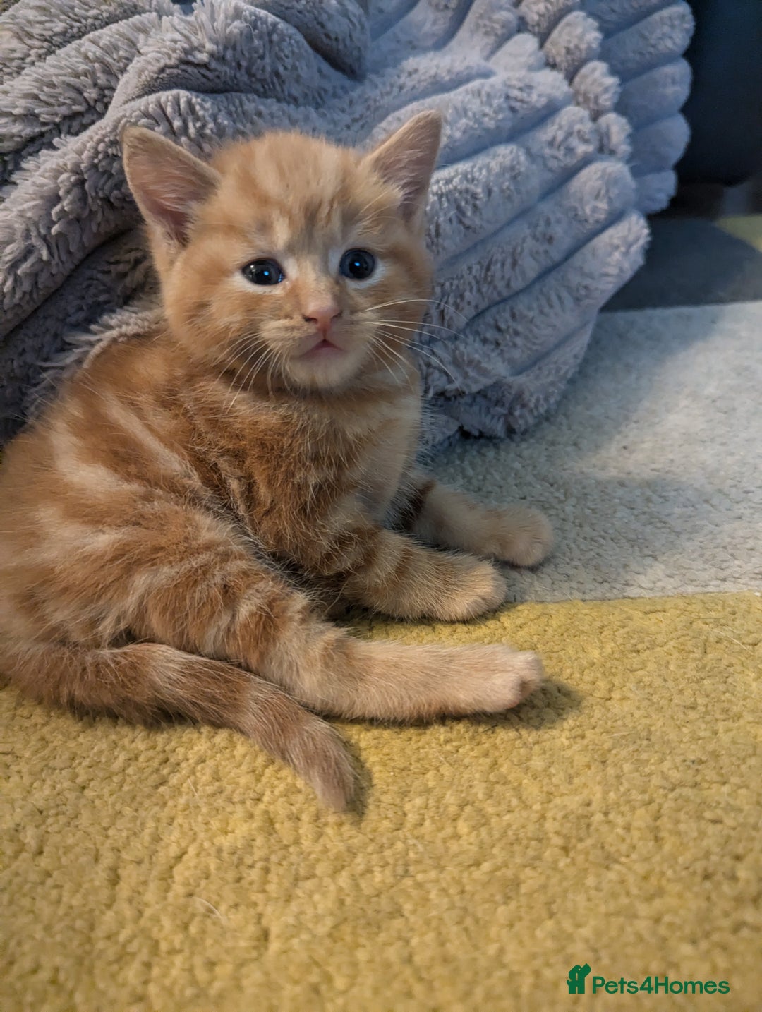 Mixed Breed cats for sale: wonderful Kittens  - Image 16