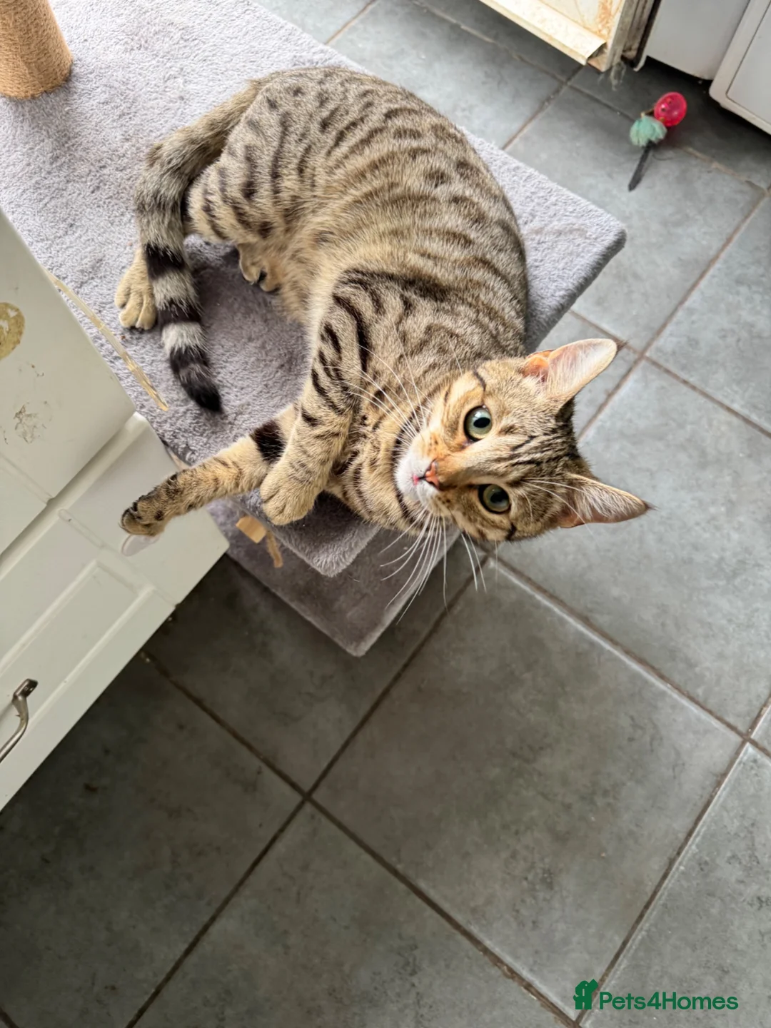 Mixed Breed cats for sale:  Young Female Cat Looking for Her Forever Home - Advert 1