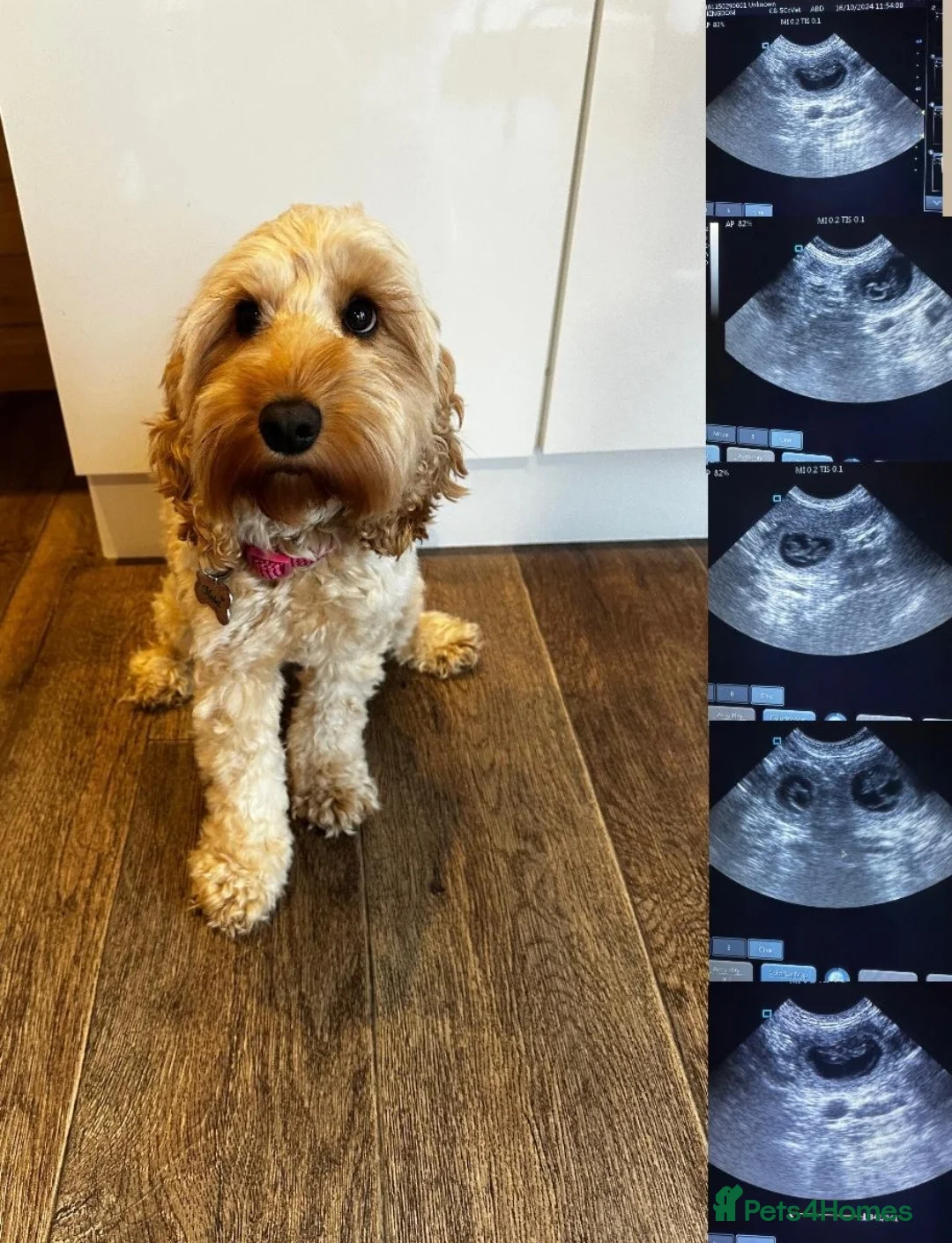 Cockapoo dogs for stud: F1b Red Proven Cockapoo DNA Tested F/F for Stud  in Coventry - Advert 13