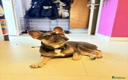 French Bulldog dogs for sale: Flawless French bulldog  - Image 1