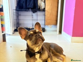 French Bulldog dogs for sale - Advert 1