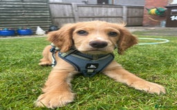 Cocker Spaniel dogs for sale: Ruby the cocker “trained and fully health checked” - Image 15