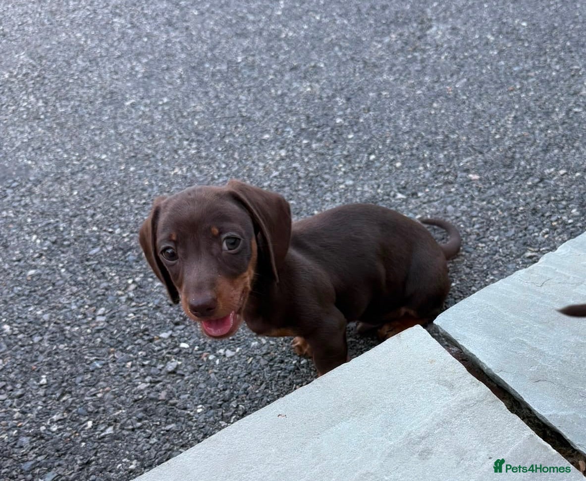 Dachshund dogs Outstanding miniature chocolate and tan puppies - Advert 1