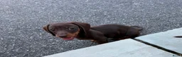 Dachshund dogs for sale: Outstanding miniature chocolate and tan puppies - Advert 1