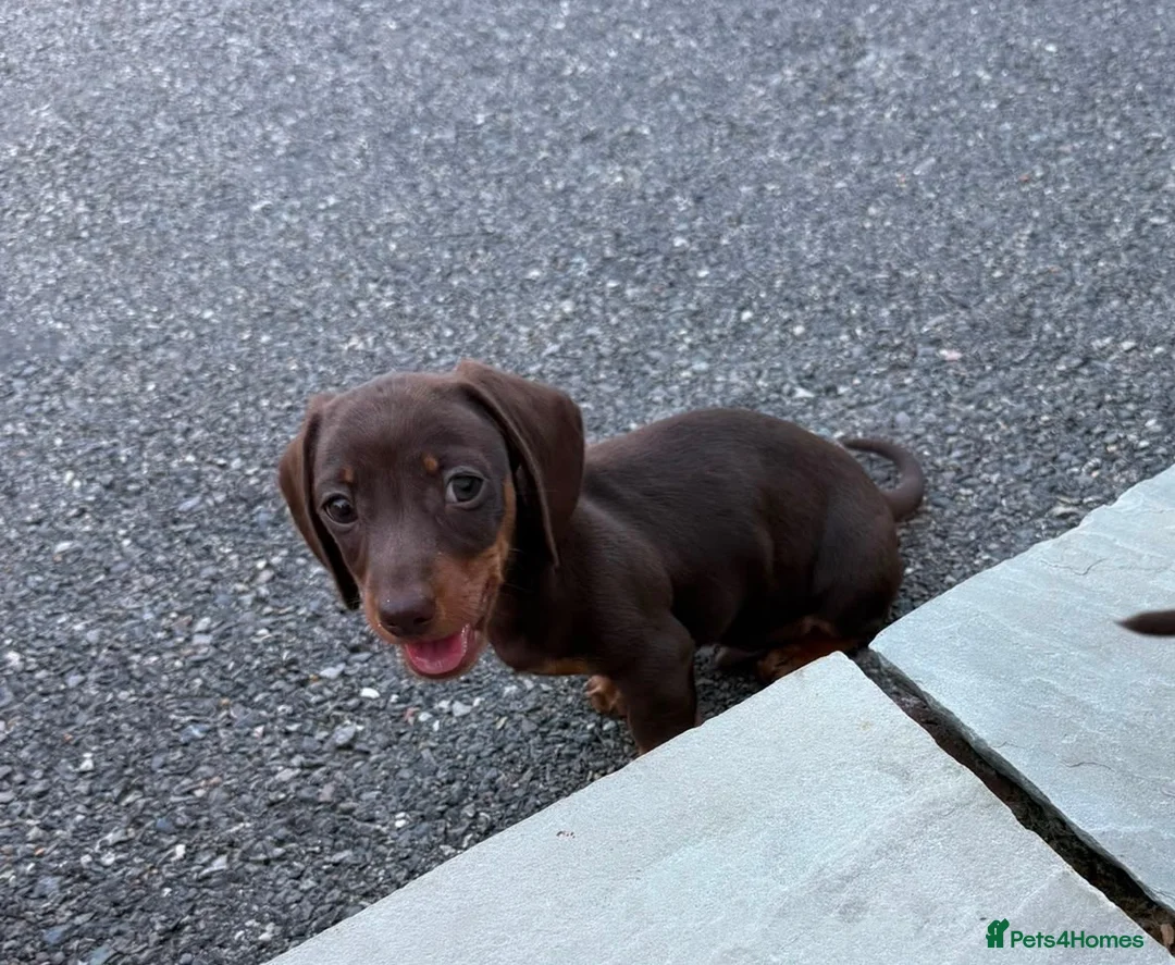 Dachshund dogs for sale: Outstanding miniature chocolate and tan puppies - Advert 1
