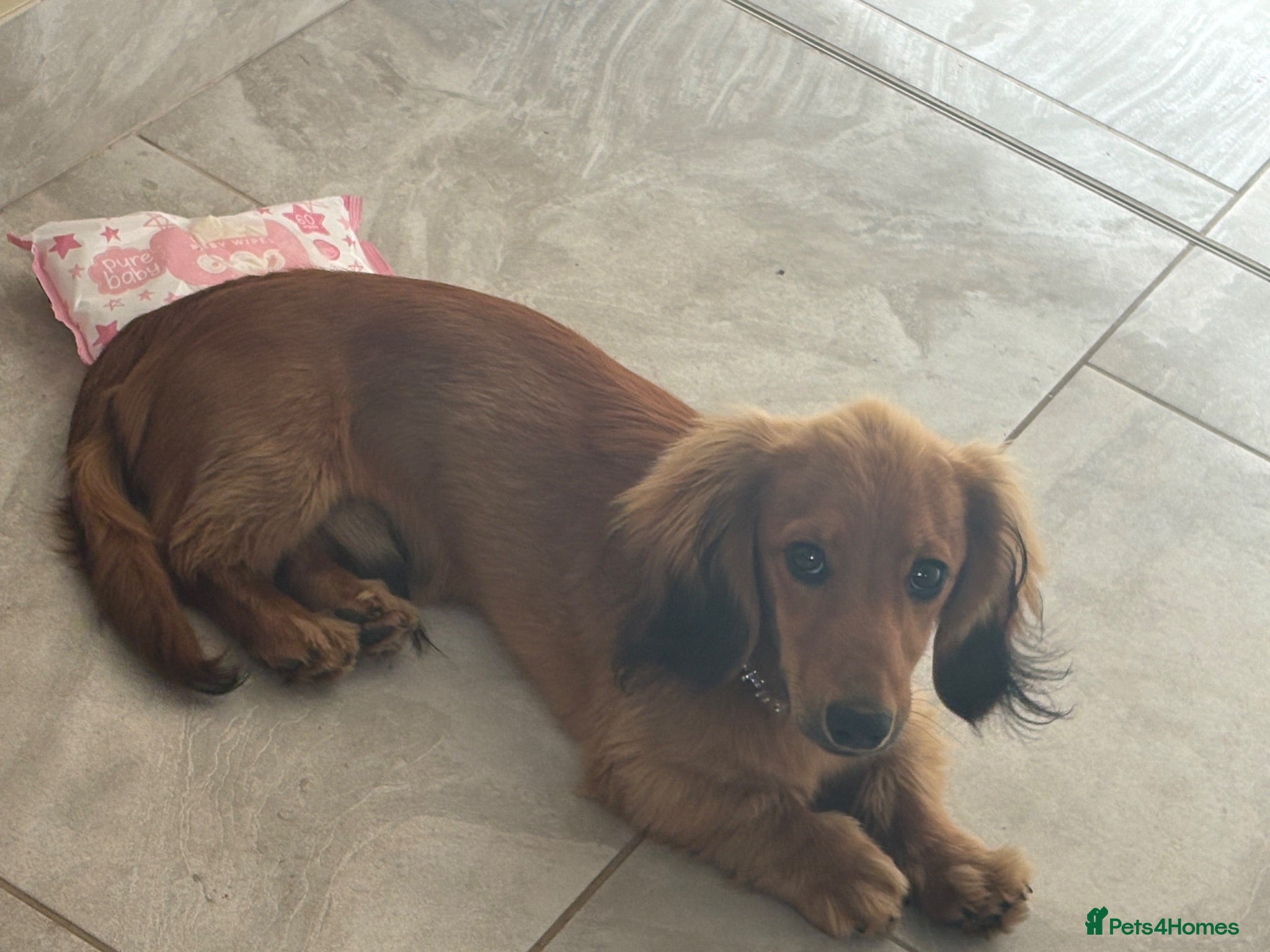 Miniature Dachshund dogs Male Miniature Dachshund - Advert 14