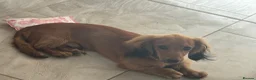 Miniature Dachshund dogs for sale: Male Miniature Dachshund in Peterlee - Advert 1