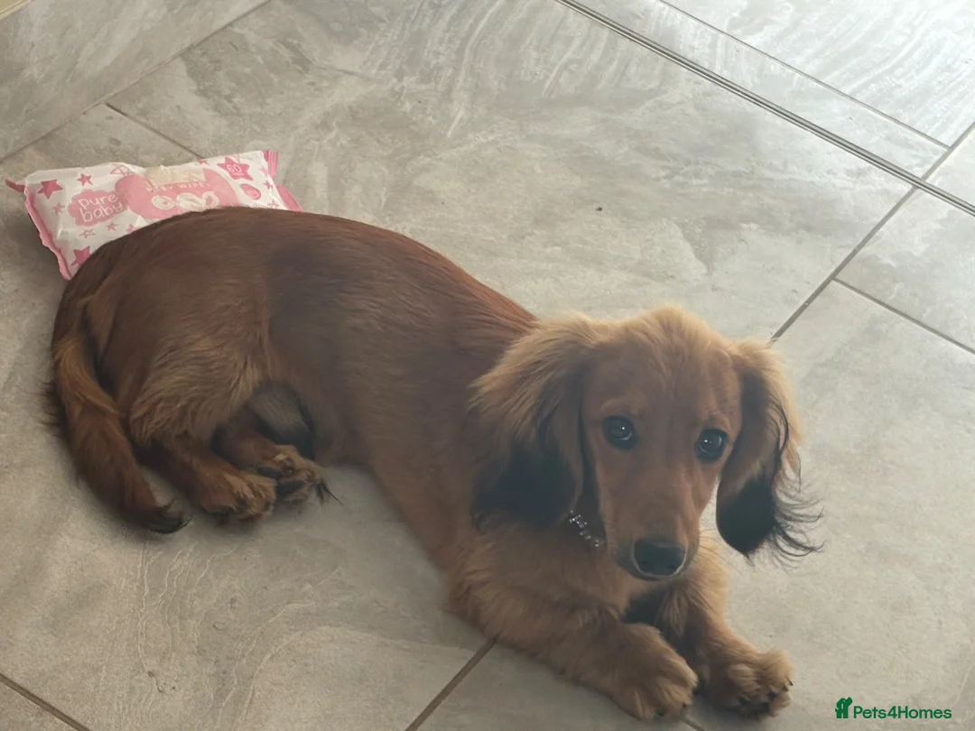 Miniature Dachshund dogs for sale: Male Miniature Dachshund in Peterlee - Advert 1