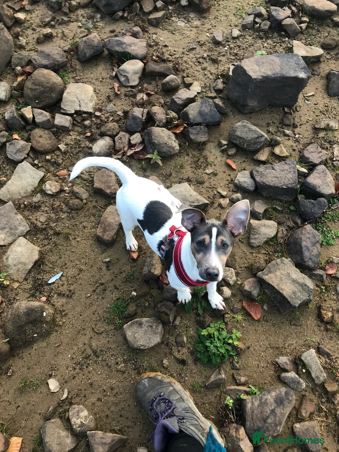 Jack Russell dogs for stud: Blue tri carrying chocolate miniature Jack Russell in Bradford - Advert 10