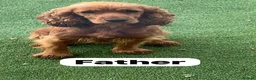 Cocker Spaniel dogs for sale: FULLHEATHTESTED OUTSTANDING SHOWTYPE COCKERSPANIEL in Alton - Advert 11