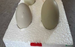 Chickens poultry for sale: Fertile hatching eggs available. One day old chick - Image 10