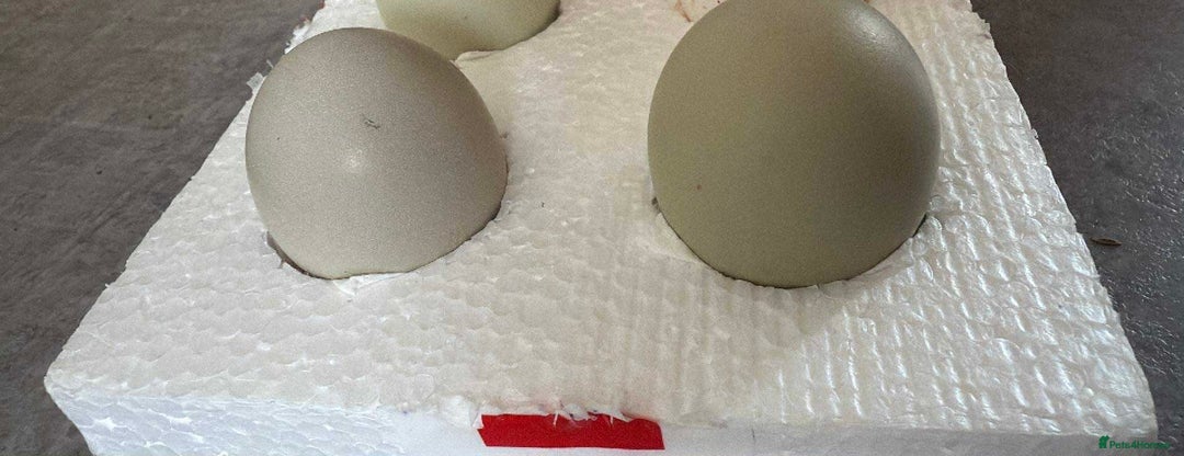 Chickens poultry for sale: Fertile hatching eggs available. One day old chick - Image 10