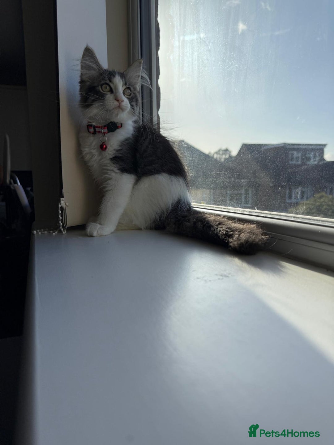 Mixed Breed cats for sale: Adorable Ragdoll and Norwegian Forest Kittens - Image 6