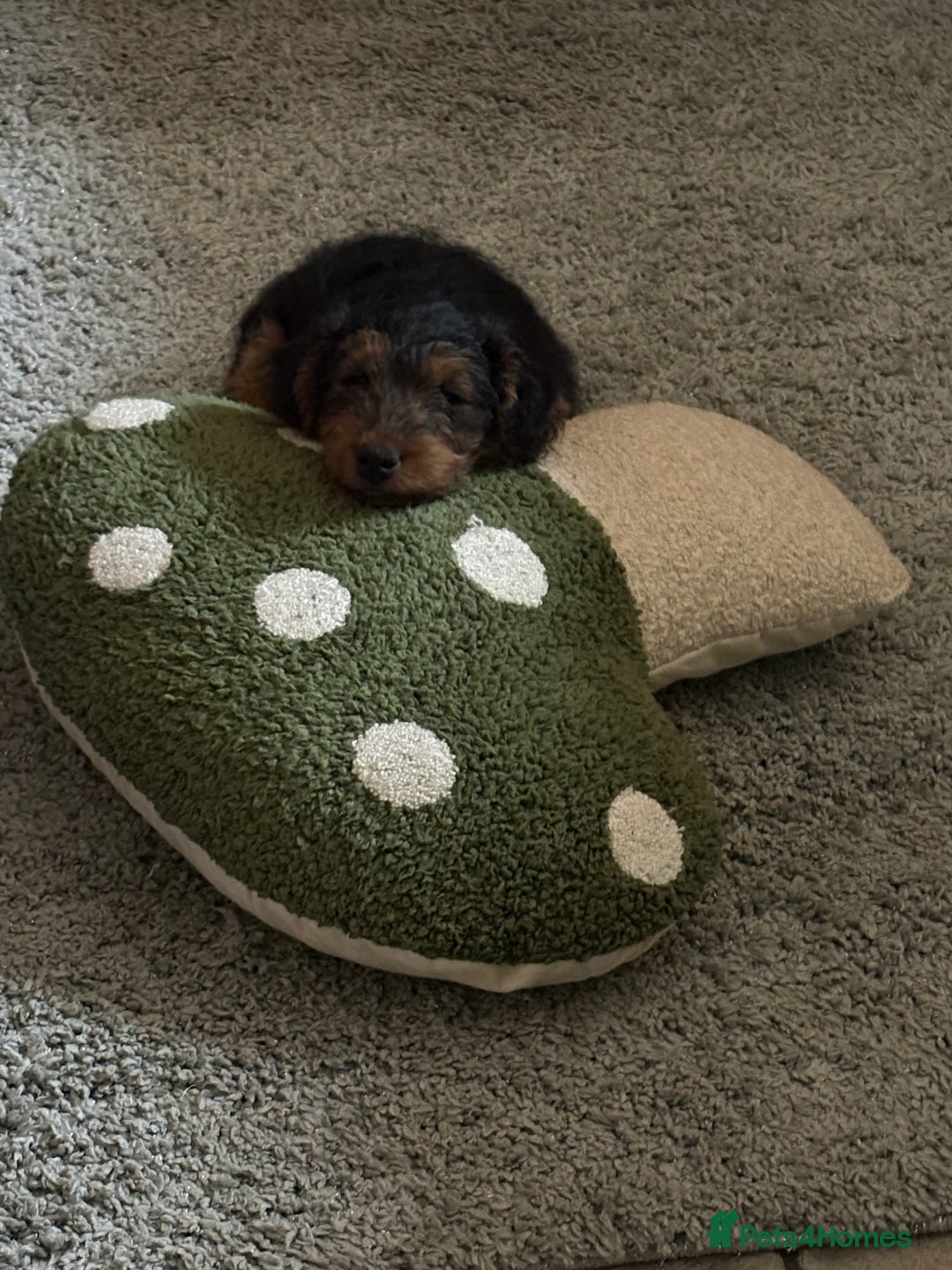 Welsh Terrier dogs for sale: Stunning Male Welsh Terrier Puppy Looking For Love - Advert 5