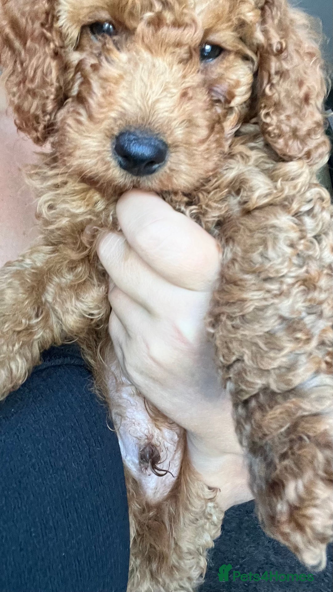 Cockapoo dogs for sale: 🌟  ONE RED CURLY FLUFFY BOY Now 🌟 in Boston - Image 21